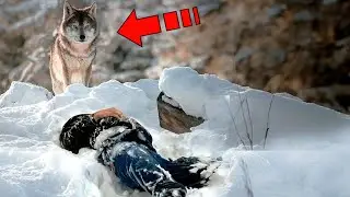 The forester did not return home, and in the morning his wife heard a wolf howl in the yard!