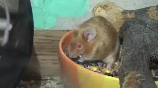 Мышки-норушки! Семь мышей живут вместе - мышиный рай!