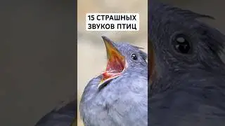 15 Пугающих Звуков Птиц