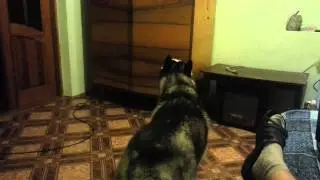 Хаски лает на шкаф