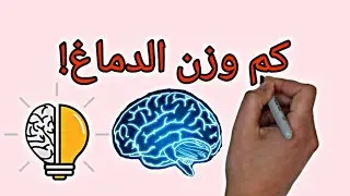 كم وزن الدماغ؟ ولماذا لا نشعر بوزن الدماغ في رأسنا !