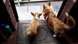 Маленький и смелый корги) первая лесенка