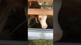 Ngobrol sama sapi😁