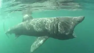 These Are the Largest Sharks in The World