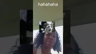 Why You Looking at My Cat?