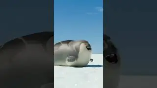 LOL 