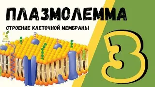 Урок№3 - Клеточная Мембрана - ПЛАЗМАЛЕММА - Строенеие Клетки