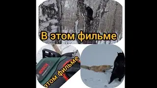 охота на куницу 2022г ( лайка поймала лису )