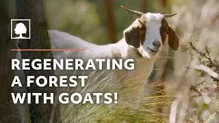 How Goats are Helping to Protect this Town from Wildfire