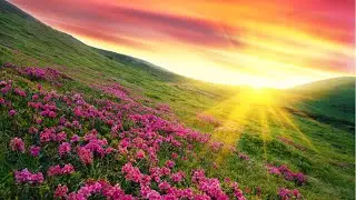 528Hz 😍 Morning Peace Music - Stop Anxiety, Depression, Overthinking - Clear Your Mind Healing Music