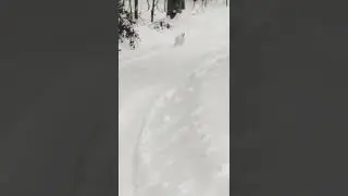 Охота на зайца. Симпатичный беляк.