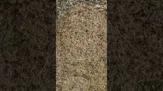 100% средство от лесных клещей.
