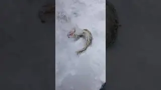 #щука