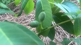 Прореживаю завязь ореха.