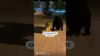 вместе с хаски кататься с горки