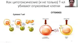Елизавета Минина "CAR-T: механизмы, плюсы и минусы, перспективы."