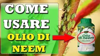 HOW to use NEEM OIL to eliminate Aphids and parasites in a NATURAL way