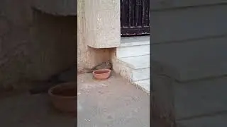 Amazing bird stay calm at the corner side.