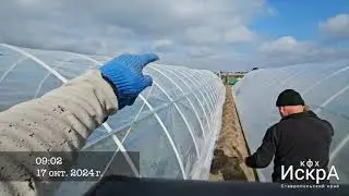 Накрываем клубничные балаганы пленкой.