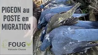 PIGEON au POSTE en MIGRATION - CHASSE 2024