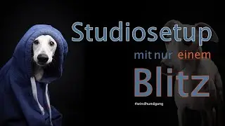 Hundefotografie im Studio - Setup mit nur einem Blitz