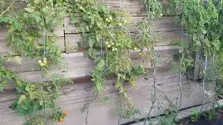 День последнего томата и в открытом грунте тоже. А завтра был мороз -2 12-13.10.24
