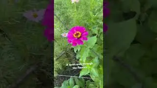 Enjoying the flowers (& pollinators).            #garden #morningwalk #mygarden