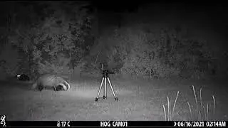 Badger foraging on lawn watched by relaxed cat