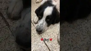 ♥️ Easy Great Pyrenees Love #shorts #greatpyrenees #dogs #easy #farmdog #agriculture #vetvisit ♥️