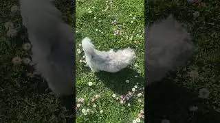 Котики в трендах ютуба ? Проверяем