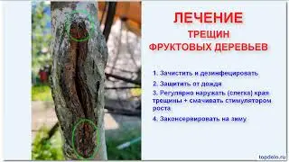 Лечение трещин на стволах молодых плодовых деревьев