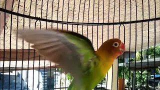 masteran lovebird konslet minor