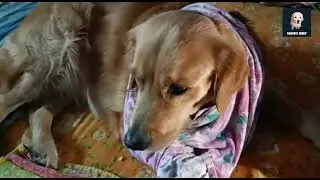 এইভাবে চা খেলে শুধু শরীর নয় মন ও ভালো থাকবে । #dog #subscribe #india #viral #puppy #asmr #comment