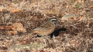 Rock bunting - Горная стрынатка