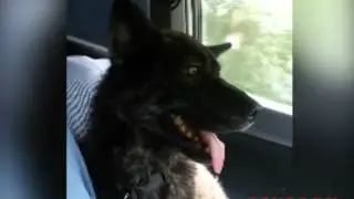Самый богатый пес Приамурья возвращается с операции
