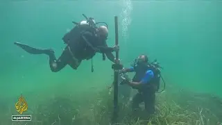 Morska trava saveznik u borbi protiv klimatskih promjena