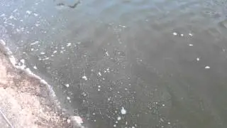 Siakap 2