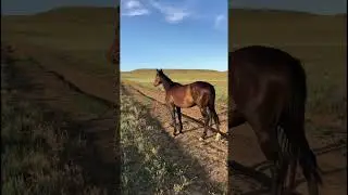 Маквину приехала кобылка 1 часть 207 