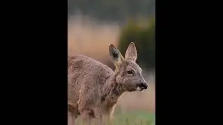 Deer | Nature sounds | Nature whatsapp status #shorts