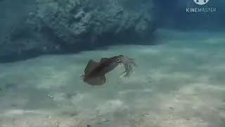 hewan invertebrata dan kehidupannya