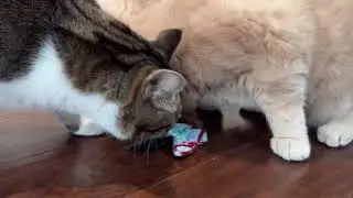 Testing some new toys 🦋 || Kitty Poppins
