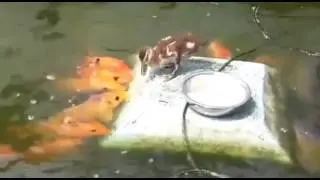 Duck Sharing Its Food With Fish