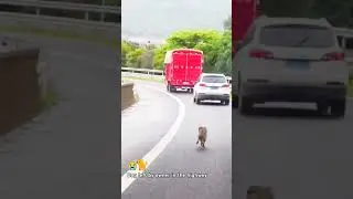 dog left by owner in the highway #viralvideo #dog #doglover #sad