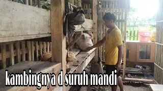 SEMINGGU SEKALI MANDI'IN KAMBING & BERSIH* KANDANG#ternakkambing