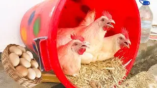 Süper Fikirler Eski Çöp Kovasından Tavuk Folluk Yapımı
