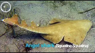 Angel Shark - National Biodiversity Week 2020 - Threatened Marine Species