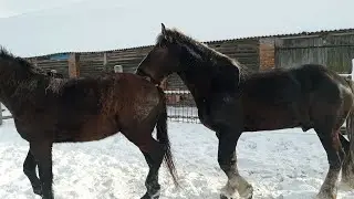 #Жеребец