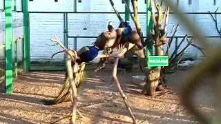 Профессиональный линейный переход. Фазаны  Павлины.