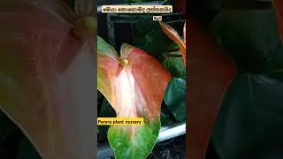 💐💐💐💐#anthurium #shortvideos #flowers 🌿🌿#plants 🪴🪴🪴