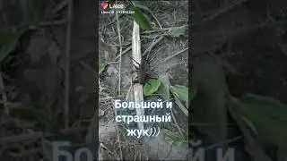Большой и страшный жук